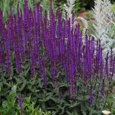 Шалфей КАРАДОНА в Лиде