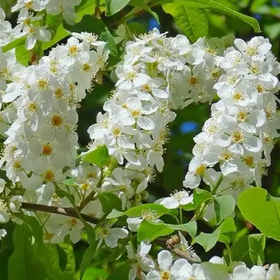 Черемуха ЧАЙКА в Лиде