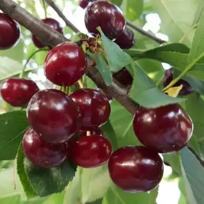 Дюк СЛАВЯНКА в Лиде