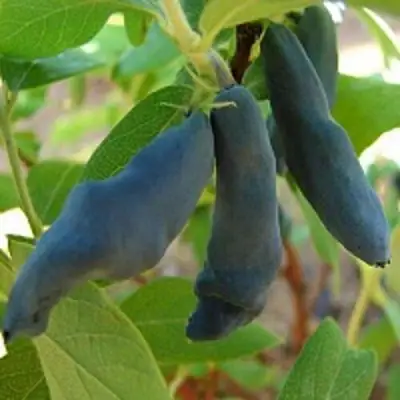 Жимолость съедобная НИМФА (ГАММА) в Лиде