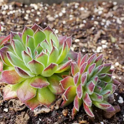 Молодило РУССКОЕ в Лиде