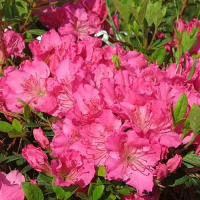 Азалия КИРСТИН японская в Лиде