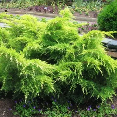 Можжевельник ГОЛД КОСТ средний в Лиде