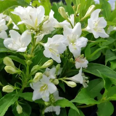 Вейгела БРИСТОЛЬСКАЯ СНЕЖИНКА в Лиде