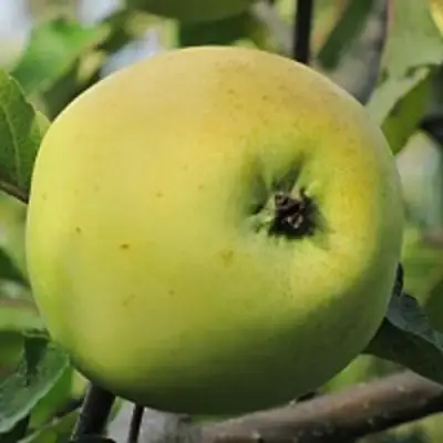 Яблоня РОССИЯНКА в Лиде