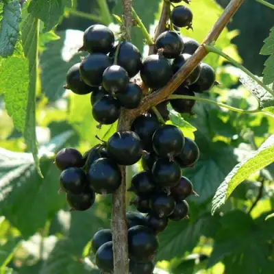 Смородина черная ВОЛОГДА в Лиде