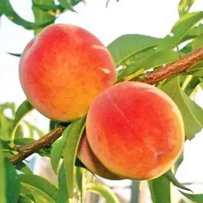 Персик ОНТАРИО в Лиде