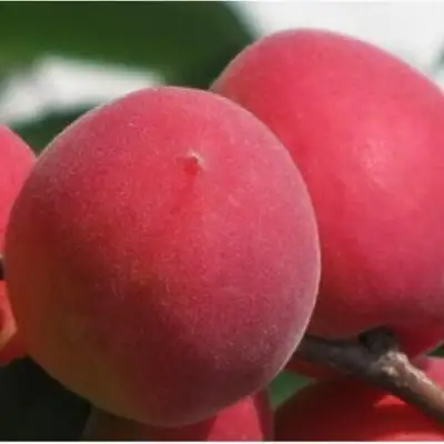 Абрикос РУБИН в Лиде