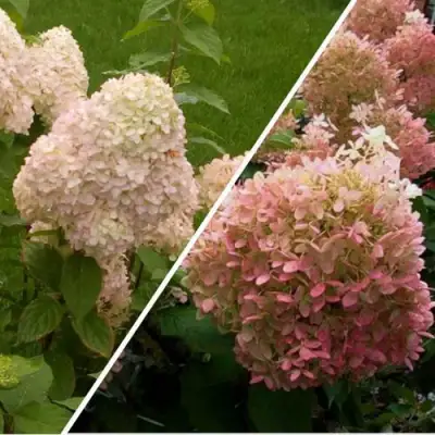 Комплект НЕЖНЫЕ ЧУВСТВА в Лиде