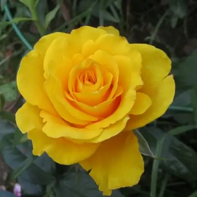 Роза КЕРИО чайно-гибридная в Лиде