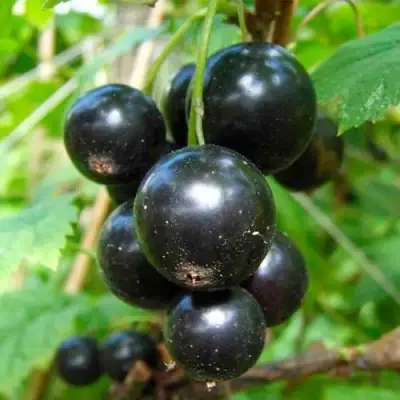 Смородина чёрная ЛЕНТЯЙ в Лиде