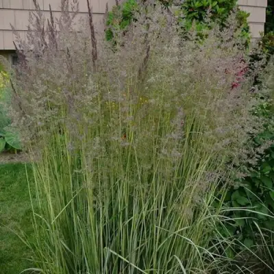 Вейник АВАЛАНШ остроцветковый в Лиде