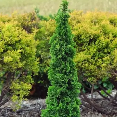 Туя СПИРАЛИС МИНИ западная в Лиде