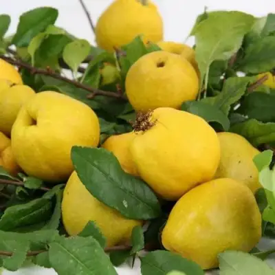 Айва ЯПОНСКАЯ в Лиде