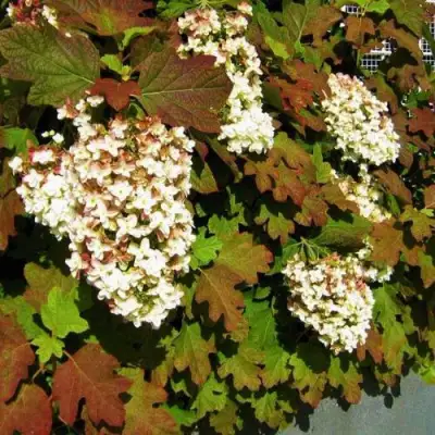 Гортензия БЛЭК ПОРШ дуболистная в Лиде