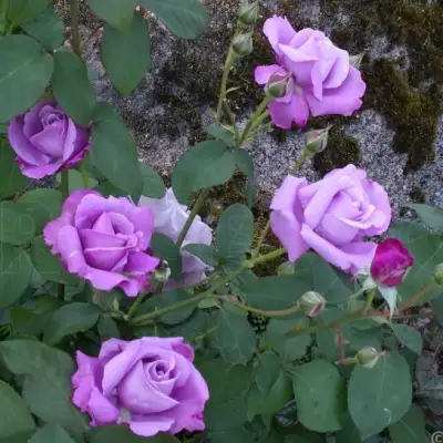 Роза СИЛЬВЕР СТАР чайно-гибридная в Лиде