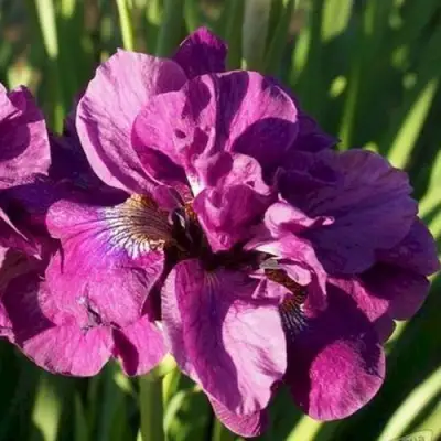 Ирис БАНДЛ ОВ ДЖОЙ сибирский в Лиде