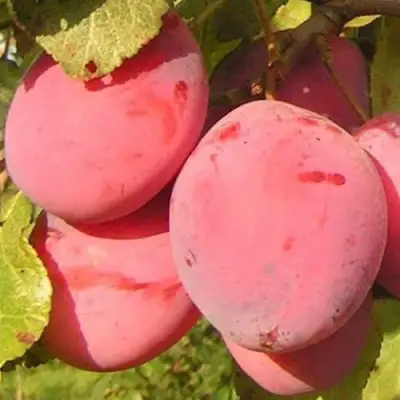 Слива ФАВОРИТЕ ДЕ СУЛТАНО в Лиде