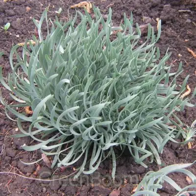 Лук СПИРАЛИС горный в Лиде