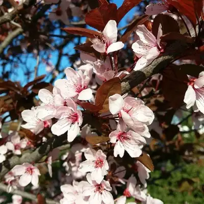 Слива ВУДИ растопыренная в Лиде