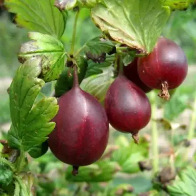 Крыжовник СЕРЕНАДА в Лиде