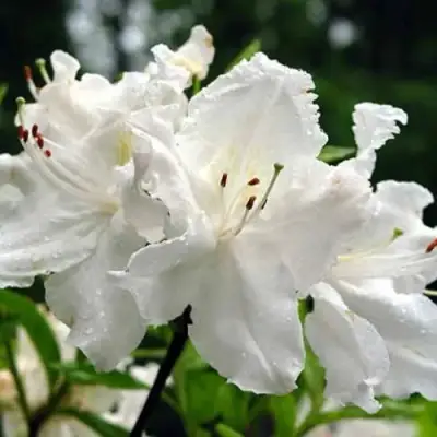 Азалия ОКСИДОЛ листопадная в Лиде