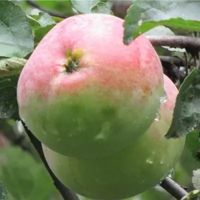 Яблоня МОСКОВСКОЕ ЗИМНЕЕ в Лиде