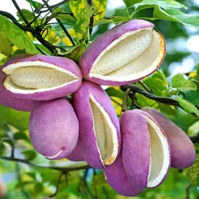 Акебия ПЯТЁРНАЯ  в Лиде