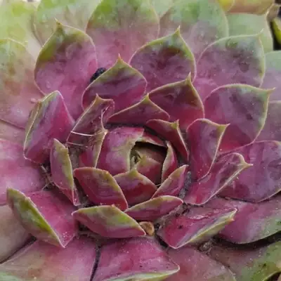 Молодило УФО в Лиде