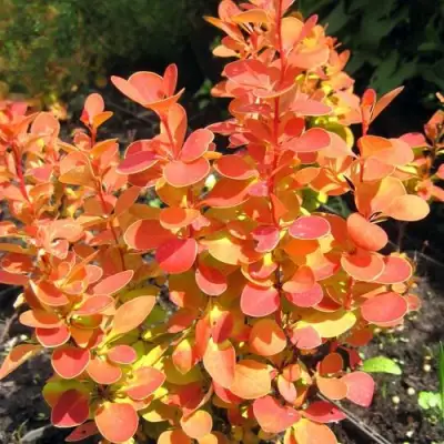 Барбарис ОРАНЖ ФАЙЕР тунберга в Лиде