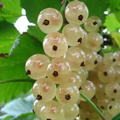 Смородина белая ЮТЕРБОРГСКАЯ в Лиде