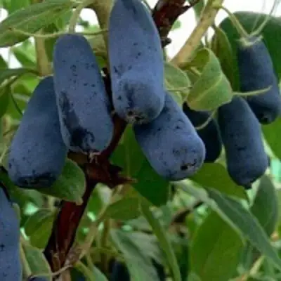 Жимолость съедобная ВОЛХОВА в Лиде