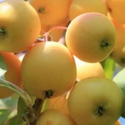 Яблоня УРАЛЬСКОЕ НАЛИВНОЕ в Лиде