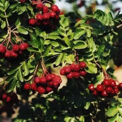 Рябина РУБИНОВАЯ сладкоплодная в Лиде