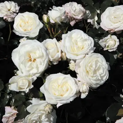 Роза АЛАБАСТЕР флорибунда в Лиде