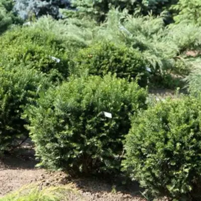 Тис НАНА остроконечный  в Лиде