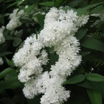 Дейция КАНДИДИССИМА шершавая в Лиде