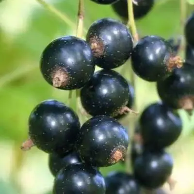 Смородина черная СТРЕЛЕЦ в Лиде