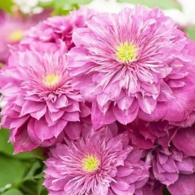 Клематис КАЙЗЕР в Лиде