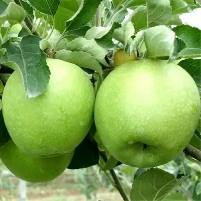 Яблоня РЕНЕТ СИМИРЕНКО в Лиде