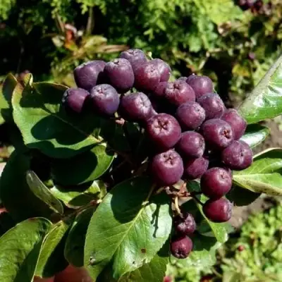 Рябина ЛИКЁРНАЯ сладкоплодная в Лиде