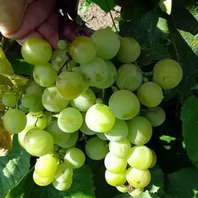 Виноград БАРС в Лиде