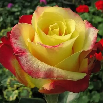 саженцы розы Хот Меренга