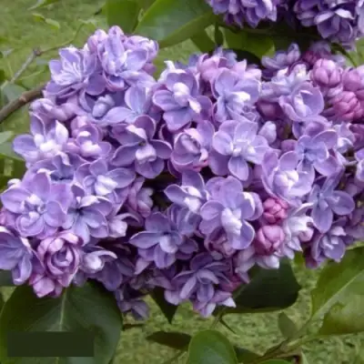 Сирень АМИ ШОТТ в Лиде