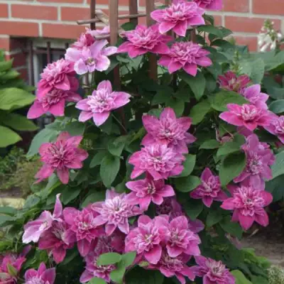 Клематис МАЙ ДАРЛИНГ  в Лиде