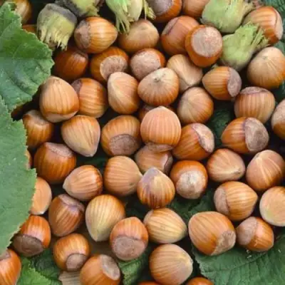 Фундук ТОНДА РОМАНА в Лиде