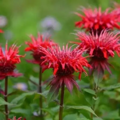 Монарда ПАНОРАМА РЕД в Лиде