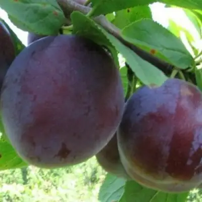 Слива СТАРТОВАЯ в Лиде