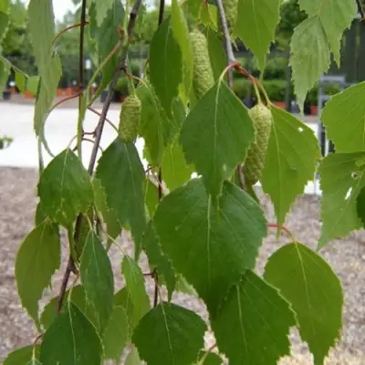 Береза ФАСЦИНЕЙШЕН белая  в Лиде