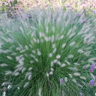 Пеннисетум ХАМЕЛН в Лиде